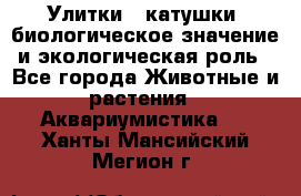 Улитки – катушки: биологическое значение и экологическая роль - Все города Животные и растения » Аквариумистика   . Ханты-Мансийский,Мегион г.